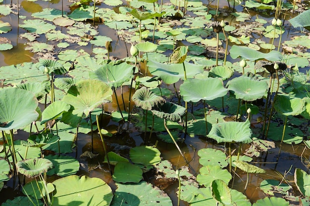 Sfondo di foglie di loto nel fiume