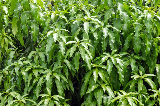 Sfondo di foglie di mango verde