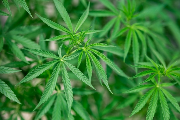 Sfondo di foglie di marijuana