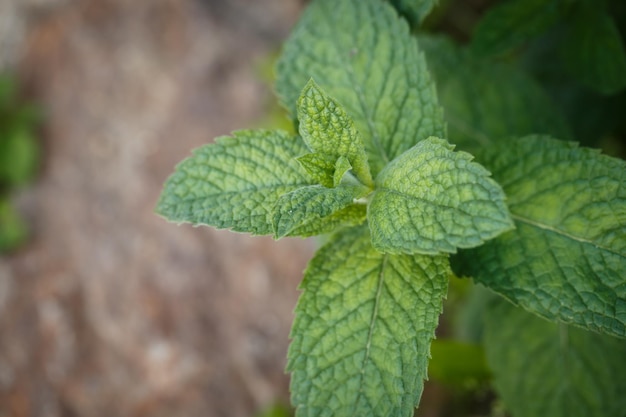 Sfondo di foglie di menta Piante verdi di foglie di menta