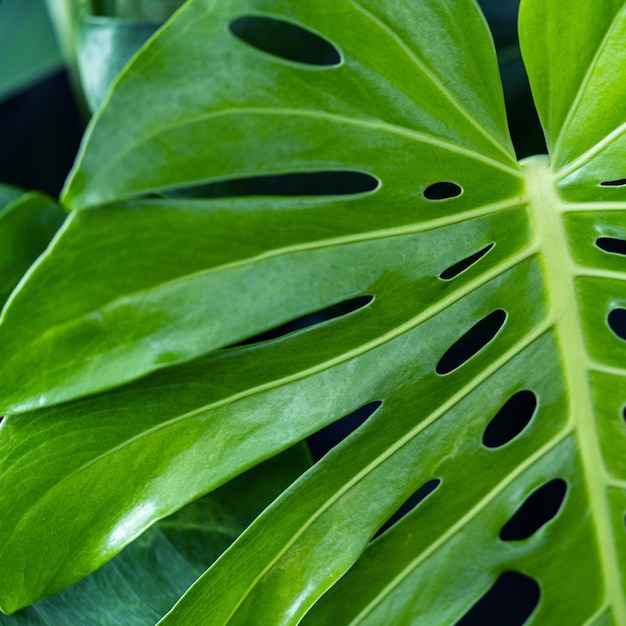 Sfondo di foglie di Monstera Sfondo della natura