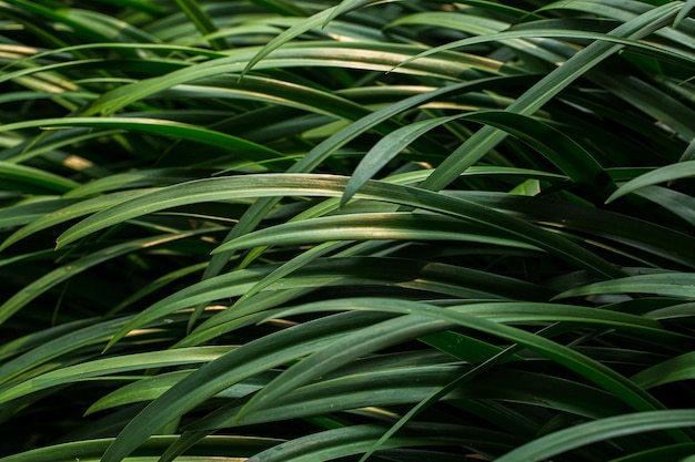 Sfondo di foglie di palma e monstera verde tropicale