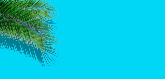 Sfondo di foglie di palma. Foglie di palma tropicali su uno sfondo colorato vuoto