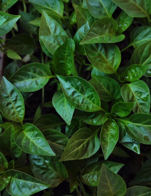 sfondo di foglie di peperone verde con gocce d'acqua