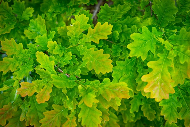 Sfondo di foglie di quercia verde Struttura della natura vegetale e botanica