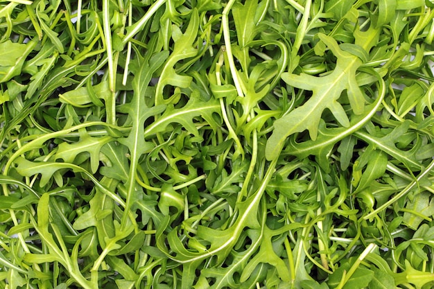 Sfondo di foglie di rucola verde fresco