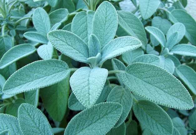 Sfondo di foglie di salvia verde naturale