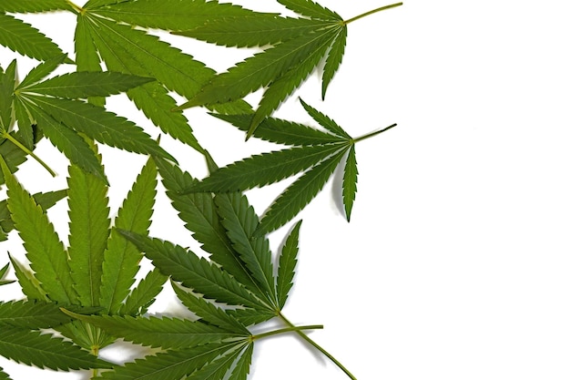 Sfondo di foglie fresche di marijuana verde appena raccolte su sfondo bianco con spazio per la copia