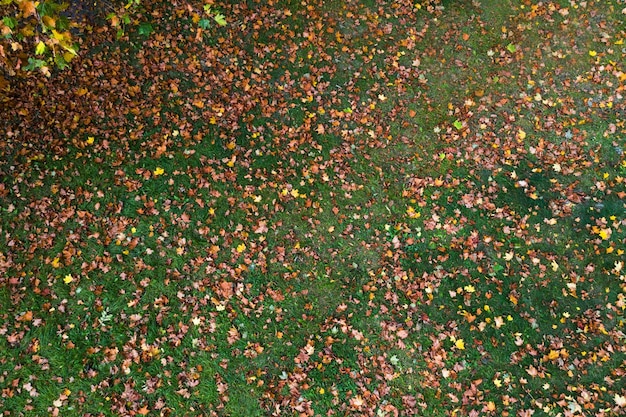 Sfondo di foglie gialle cadute vista dall'alto dal basso