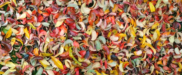 Sfondo di foglie multicolori autunnali.