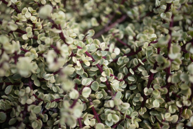 Sfondo di foglie per lo più sfocato Foglie bianche verdi variegate di una pianta succulenta Portulacaria afra elephant bush o porkbush Carta da parati estiva natura Primo piano di fogliame su steli rossi