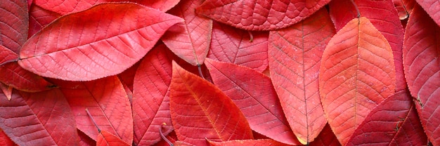 Sfondo di foglie rosse autunnali cadute di ciliegia.