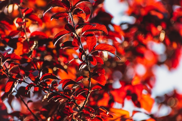 Sfondo di foglie rosse contro il cielo blu Sfondo autunno colorato