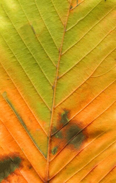 Sfondo di foglie secche autunnali Trama di foglie autunnali astratte colorate