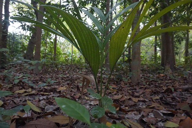 sfondo di foglie tropicali