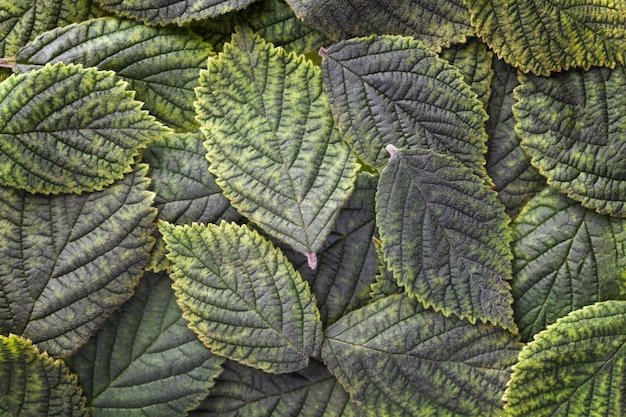 Sfondo di foglie verde scuro con trama