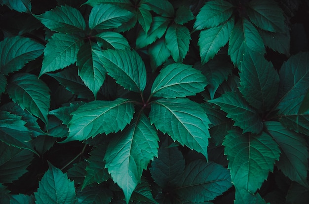 Sfondo di foglie verde scuro di piante. Bellissimo sfondo naturale. Spazio per il testo. Messa a fuoco selettiva, effetto rumore e immagine tonica.