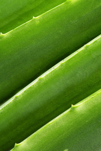 Sfondo di foglie verdi di aloe vera Pianta di aloe vera per la cura della pelle e la fitoterapia