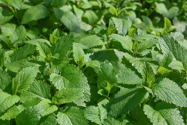 Sfondo di foglie verdi di melissa