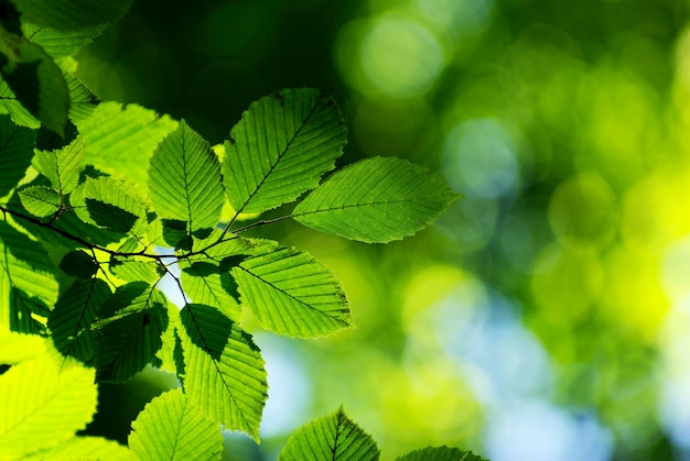 Sfondo di foglie verdi di primavera in una giornata di sole