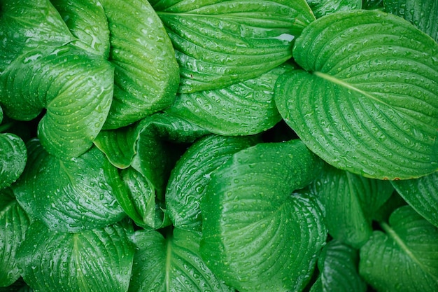 Sfondo di foglie verdi di un fiore di giglio La trama delle foglie bagnate sotto la pioggia