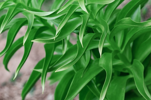 Sfondo di foglie verdi Foglie tropicali Avvicinamento.