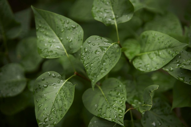 Sfondo di foglie verdi fresche con gocce d'acqua sfondo verde foglia texture Foglie con rugiada