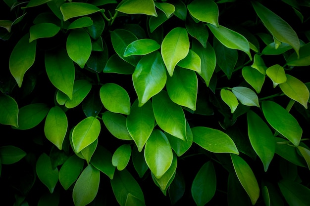 Sfondo di foglie verdi in luce scura concetto di concetto di eco o sfondo di concetto di rinfresco, dimensioni originali 5472 x 3648 pixel
