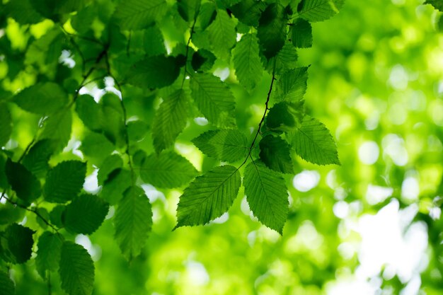 sfondo di foglie verdi in una giornata di sole