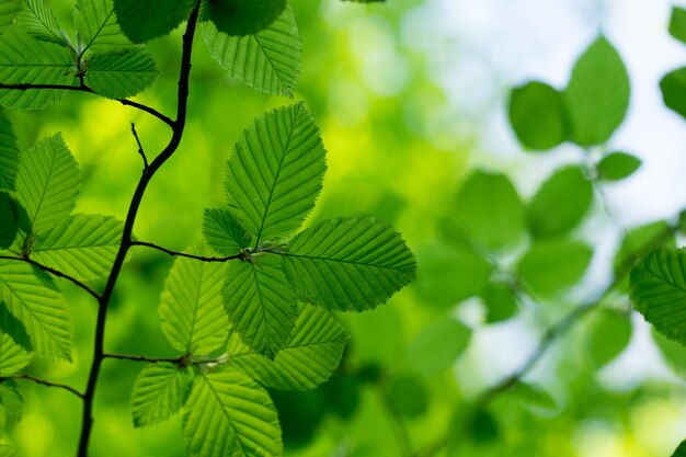 sfondo di foglie verdi in una giornata di sole