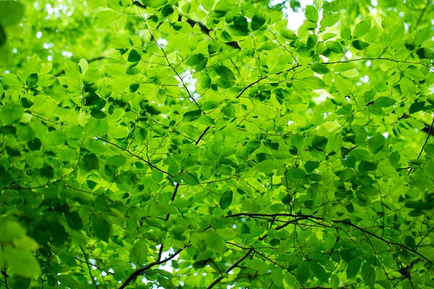 Sfondo di foglie verdi in una giornata di sole