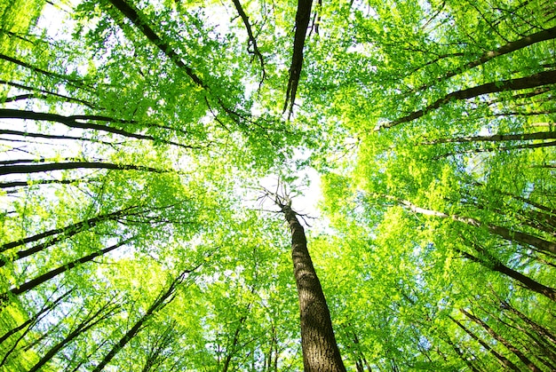 Sfondo di foglie verdi in una giornata di sole