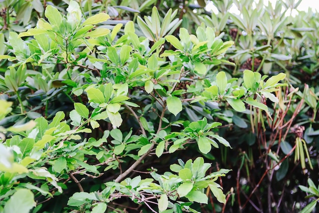 Sfondo di foglie verdi naturali nel parco primaverile.