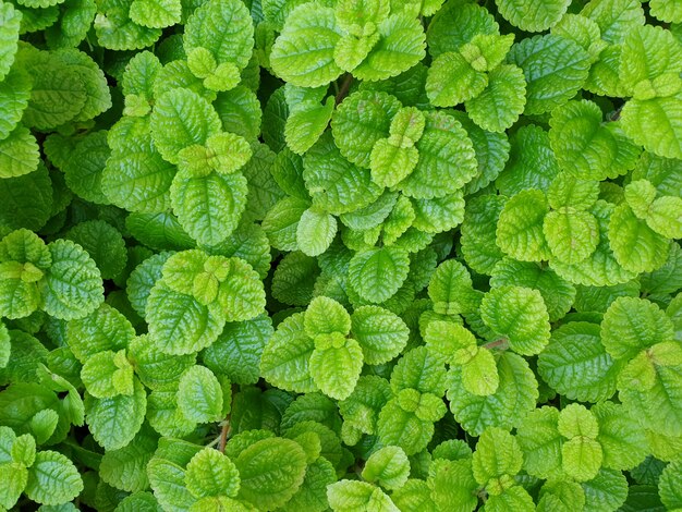 Sfondo di foglie verdi naturali