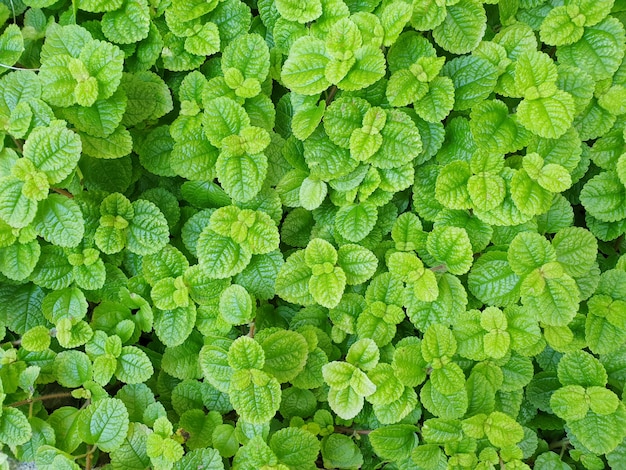 Sfondo di foglie verdi naturali