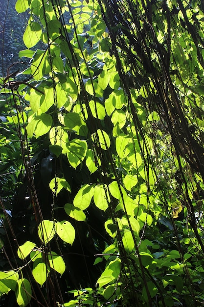 sfondo di foglie verdi nella foresta