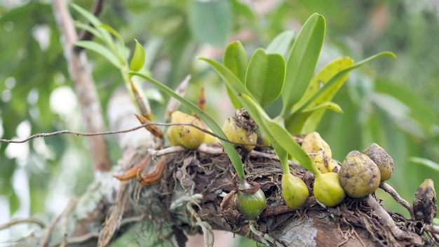 Sfondo di foglie verdi Parassita della pianta delle foglie verdi su un albero.