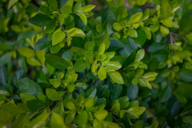 Sfondo di foglie verdi per lo più sfocato Primo piano di lussureggianti foglie primaverili Estate natura carta da parati