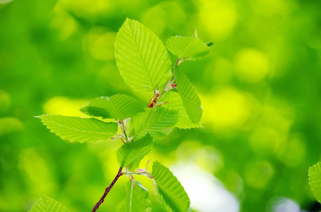 Sfondo di foglie verdi primaverili in una giornata di sole