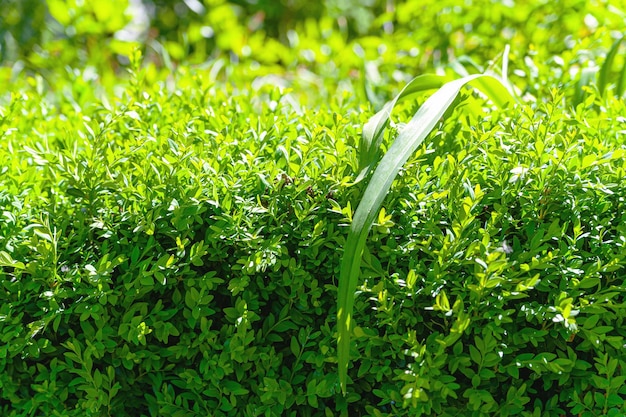 Sfondo di foglie verdi Sfondi vegetali per l'editing e il design della creatività