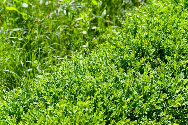 Sfondo di foglie verdi Sfondi vegetali per l'editing e il design della creatività