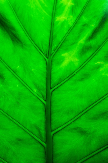 Sfondo di foglie verdi Tonalità di colore verde scuro al mattino.