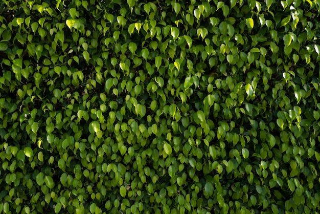 Sfondo di foglie verdi Trama di sfondo foglia Fogliame strutturato organico