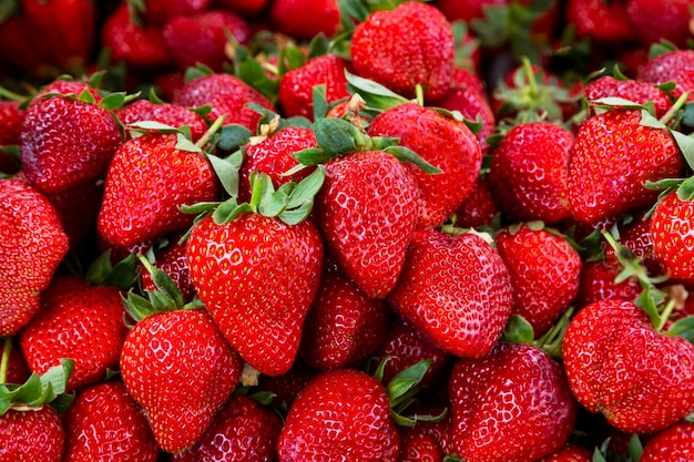 Sfondo di fragole mature rosse. Primo piano, vista dall'alto.