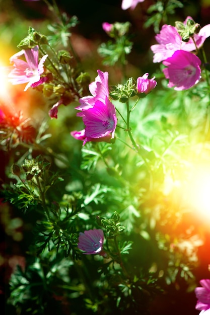 Sfondo di giornata di sole estivo con erbe selvatiche e fiori in giardino o parco all'aperto