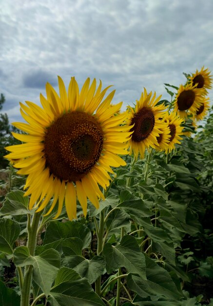 Sfondo di girasoli nel campo