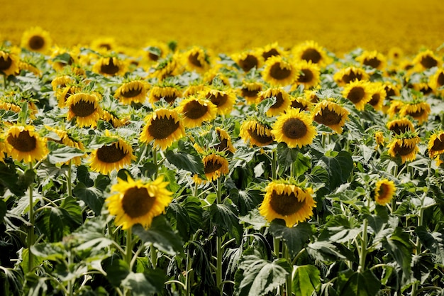 Sfondo di girasoli