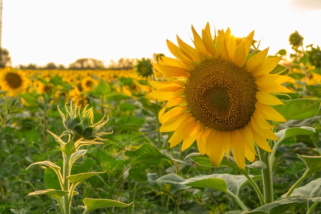 Sfondo di girasoli.