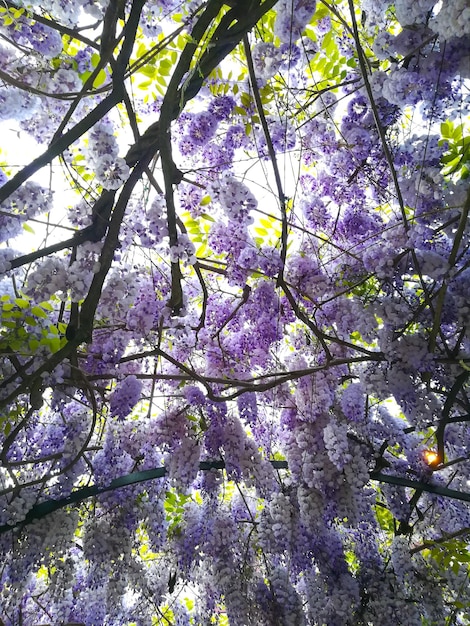 Sfondo di glicine in fiore