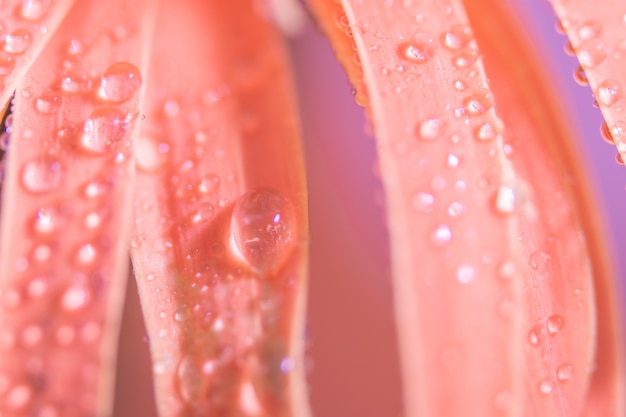 Sfondo di gocce d&#39;acqua sui petali di fiori rosa